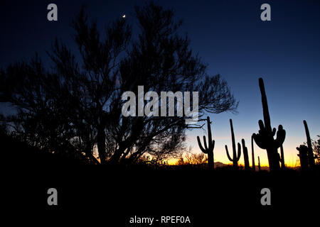 Saguaro Twilight Stockfoto