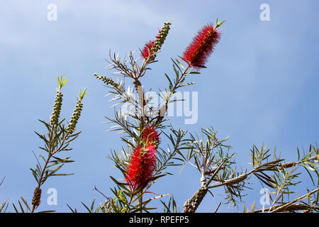 Calistemon montanus ist eine Gattung von Sträuchern in der Familie Myrtaceae. Auf dem Hintergrund ist blauer Himmel. Stockfoto