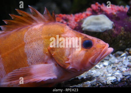 Nahaufnahme der Redbanded rockfish (Sebastes babcocki) in Ripley's Aquarium in Myrtle Beach, SC, USA Stockfoto