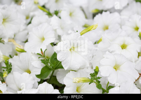 Petunia F1 easy Wave weißen Blüten. Stockfoto