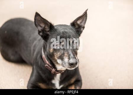 Niedlich alter schwarzer Hund am Strand in Schottland Stockfoto