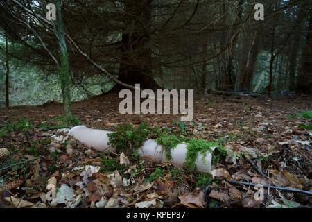 Plastic tree Rohr woodland Littering. Stockfoto