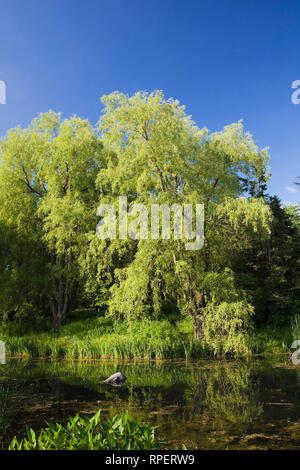 Teich- und Wasserpflanzen im Frühling, Centre de la Nature, Saint-Vincent-de-Paul, Laval, Quebec, Kanada. Stockfoto