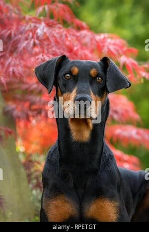 Cute alert Deutsche Pinscher hund Rüde mit Uncropped auf natürliche Ohren, Farbe schwarz mit Loh-abzeichen, Porträt in einem Garten vor der Roten Ahornblätter Stockfoto