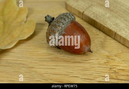 Getrocknete acorn mit Eichenlaub und Stück Eiche auf der Oberfläche eines natürlichen Eichenholz Stockfoto