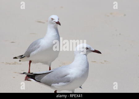Zwei Möwen, die nebeneinander an einem weißen Sandstrand, einem der Andere Stockfoto