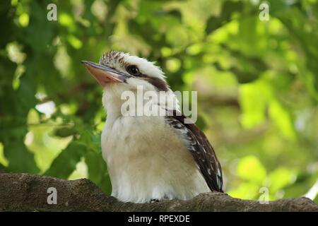 Nahaufnahme eines Kookaburra sitzen auf einem Ast hoch oben in einem Baum Stockfoto