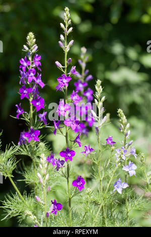 Delphinium ajacis Larkspurs oder in einer Küche Garten Stockfoto