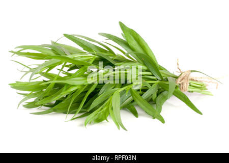 Estragon isoliert auf einem weißen Hintergrund. Artemisia dracunculus Stockfoto