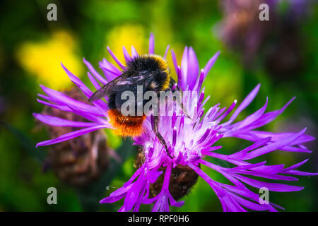 Close up Honig Biene Insekt bestäubt Klee Blume Stockfoto