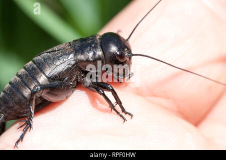 Hand Feld Cricket im Freien. Gryllus campestris Stockfoto