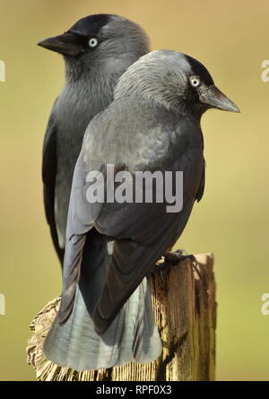 Zwei Dohlen (Corvus monedula) in Ackerland thront. Februar 2019, Gloucestershire, VEREINIGTES KÖNIGREICH Stockfoto