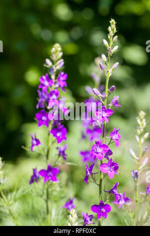 Delphinium ajacis Larkspurs oder in einer Küche Garten Stockfoto