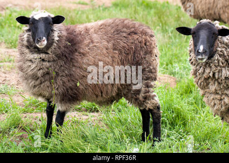 Zwei Schafe grasen auf den grünen Rasen. Close-up Stockfoto