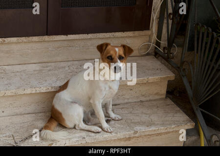 Hund, Jack Russel Terrier, Spielzeug, Wiese, Lüge Hund, Jack Russel Terrier, Spielzeug, Wiese, Lüge