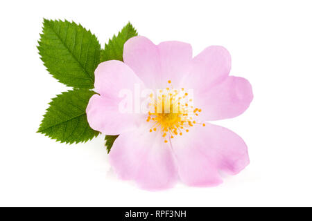 Hagebutten Blume mit Blatt auf weißem Hintergrund Stockfoto