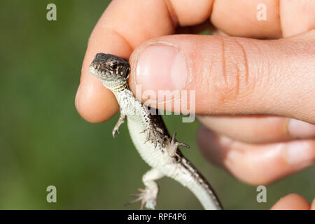 Herpetologe Hand juvenile Balkan wand Eidechse. Podarcis tauricus Stockfoto