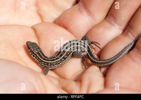 Herpetologe Hand juvenile Balkan wand Eidechse. Podarcis tauricus Stockfoto