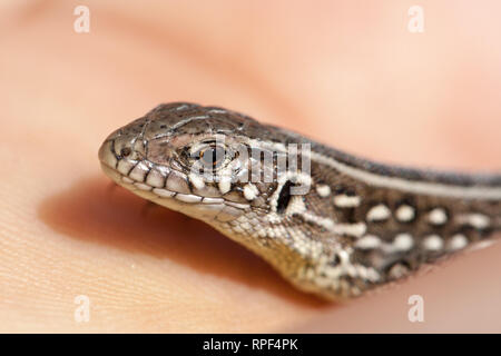 Herpetologe Hand juvenile Balkan wand Eidechse. Podarcis tauricus Stockfoto