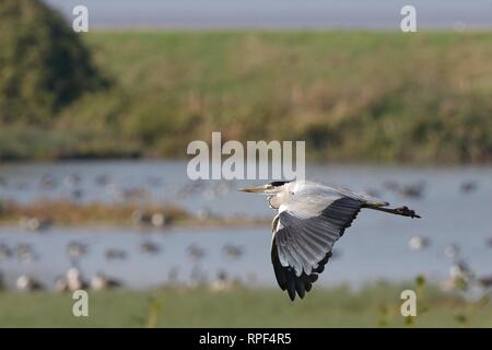 Graureiher (Ardea cinerea) im Flug über Sumpfland, Gloucestershire, Großbritannien, Oktober. Stockfoto