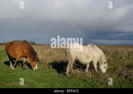 Zwei Welsh Mountain Ponys (Equus caballus) Weide Gras und saltmarsh Vegetation mit einem Regenbogen im Hintergrund, Whiteford Burrows, Gower, Wales. Stockfoto