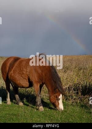 Welsh Mountain Pony (Equus caballus) Weide Gras an einem stürmischen Tag mit einem Regenbogen im Hintergrund, Whiteford Burrows, der Halbinsel Gower, Wales, Großbritannien Stockfoto