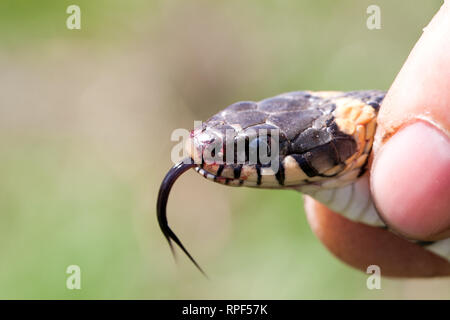 Ringelnatter in der menschlichen Hände. Natrix natrix Stockfoto