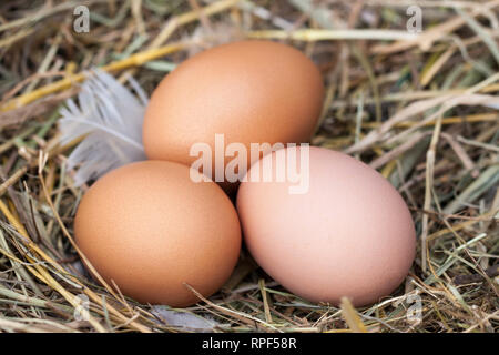 Drei huhn eier in das Nest aus Stroh liegen Stockfoto