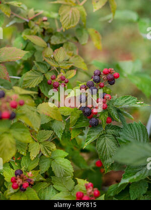 Organische black Bush. Wachsende organische Beeren Nahaufnahme. Reifen Black im Obstgarten. Stockfoto