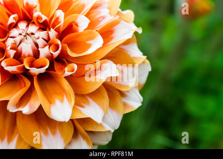 Orange white dahlia Ball frische Blume details Makrofotografie mit Grün aus Fokus Hintergrund. Foto betont komplizierte Textur muster der Thi Stockfoto