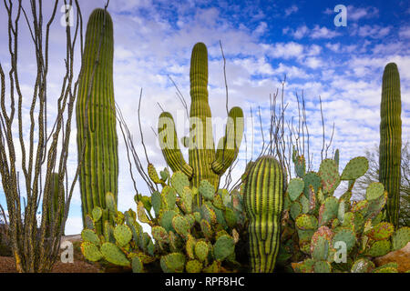 Ein eindrucksvolles und iconic Kakteen Garten mit Saguaros, Feigenkaktus und Ocotillo Kakteen in der Wüste Landschaft an einem bewölkten Tag im Arizona, USA Stockfoto