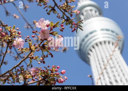 Kawazu-zakura Kirschblüten blühen beginnen mit Tokyo Skytree hinter am 21 Februar, 2019 in Tokio, Japan. Die kawazu-zakura Vielzahl von Cherry Blossom immer blüht früher als die anderen Sorten. Nach dem Wetter Informationen unternehmen Wetter Karte Co. die Kirschblüte in Tokio vom 23. März erwartet wird. Credit: Rodrigo Reyes Marin/LBA/Alamy leben Nachrichten Stockfoto