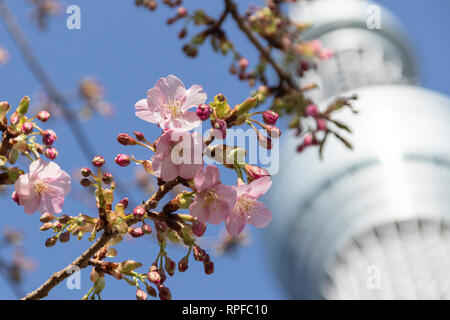 Kawazu-zakura Kirschblüten blühen beginnen mit Tokyo Skytree hinter am 21 Februar, 2019 in Tokio, Japan. Die kawazu-zakura Vielzahl von Cherry Blossom immer blüht früher als die anderen Sorten. Nach dem Wetter Informationen unternehmen Wetter Karte Co. die Kirschblüte in Tokio vom 23. März erwartet wird. Credit: Rodrigo Reyes Marin/LBA/Alamy leben Nachrichten Stockfoto