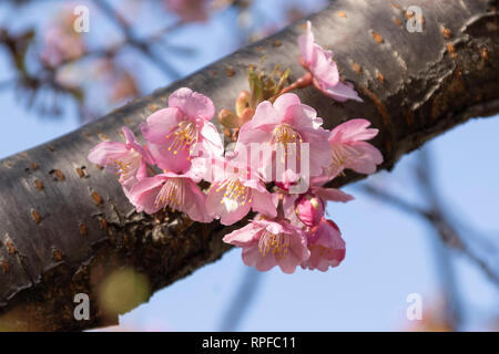 Kawazu-zakura Kirschblüten blühen beginnen mit Tokyo Skytree hinter am 21 Februar, 2019 in Tokio, Japan. Die kawazu-zakura Vielzahl von Cherry Blossom immer blüht früher als die anderen Sorten. Nach dem Wetter Informationen unternehmen Wetter Karte Co. die Kirschblüte in Tokio vom 23. März erwartet wird. Credit: Rodrigo Reyes Marin/LBA/Alamy leben Nachrichten Stockfoto