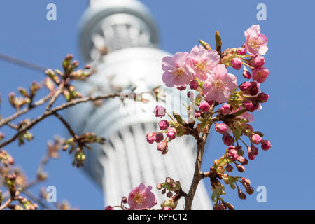 Kawazu-zakura Kirschblüten blühen beginnen mit Tokyo Skytree hinter am 21 Februar, 2019 in Tokio, Japan. Die kawazu-zakura Vielzahl von Cherry Blossom immer blüht früher als die anderen Sorten. Nach dem Wetter Informationen unternehmen Wetter Karte Co. die Kirschblüte in Tokio vom 23. März erwartet wird. Credit: Rodrigo Reyes Marin/LBA/Alamy leben Nachrichten Stockfoto