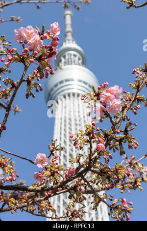 Kawazu-zakura Kirschblüten blühen beginnen mit Tokyo Skytree hinter am 21 Februar, 2019 in Tokio, Japan. Die kawazu-zakura Vielzahl von Cherry Blossom immer blüht früher als die anderen Sorten. Nach dem Wetter Informationen unternehmen Wetter Karte Co. die Kirschblüte in Tokio vom 23. März erwartet wird. Credit: Rodrigo Reyes Marin/LBA/Alamy leben Nachrichten Stockfoto