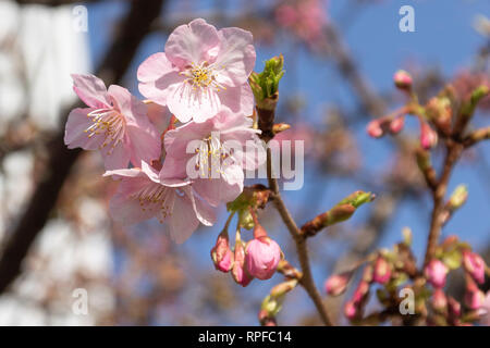 Kawazu-zakura Kirschblüten blühen beginnen mit Tokyo Skytree hinter am 21 Februar, 2019 in Tokio, Japan. Die kawazu-zakura Vielzahl von Cherry Blossom immer blüht früher als die anderen Sorten. Nach dem Wetter Informationen unternehmen Wetter Karte Co. die Kirschblüte in Tokio vom 23. März erwartet wird. Credit: Rodrigo Reyes Marin/LBA/Alamy leben Nachrichten Stockfoto