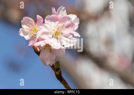 Kawazu-zakura Kirschblüten blühen beginnen mit Tokyo Skytree hinter am 21 Februar, 2019 in Tokio, Japan. Die kawazu-zakura Vielzahl von Cherry Blossom immer blüht früher als die anderen Sorten. Nach dem Wetter Informationen unternehmen Wetter Karte Co. die Kirschblüte in Tokio vom 23. März erwartet wird. Credit: Rodrigo Reyes Marin/LBA/Alamy leben Nachrichten Stockfoto