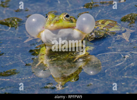 Der grasfrosch (Rana temporaria), wird auch als Gemeinsame Europäische Frosch und gemeinsamen Europäischen braun Frosch bekannt Stockfoto