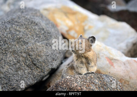 Pika in einem Talushang in Northwest Peak Scenic Area im Sommer. Kootenai National Forest, nordwestlich von Montana. (Foto von Randy Beacham) Stockfoto