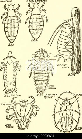 . Buchen Sie die American Boys' von Käfern, Schmetterlingen und Käfern. Insekten. AnCAD buh. XA £ degeneriert.. Bitte beachten Sie, dass diese Bilder sind von der gescannten Seite Bilder, die digital für die Lesbarkeit verbessert haben mögen - Färbung und Aussehen dieser Abbildungen können nicht perfekt dem Original ähneln. extrahiert. Bart, Daniel Carter, 1850-1941. Philadelphia, Lippincott Stockfoto