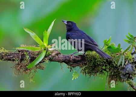 Weiß gesäumten Tanager San Tadeo Ecuador Stockfoto