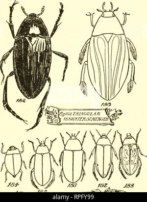 . Buchen Sie die American Boys' von Käfern, Schmetterlingen und Käfern. Insekten. Faz. JS 8:^^.=srSAM^^^^^^ M'FJTXETBEEj J8 ZjSABLEn £ £ TLS^^^ 83 gC/JSj 3 TJQNBEETLE. Bitte beachten Sie, dass diese Bilder sind von der gescannten Seite Bilder, die digital für die Lesbarkeit verbessert haben mögen - Färbung und Aussehen dieser Abbildungen können nicht perfekt dem Original ähneln. extrahiert. Bart, Daniel Carter, 1850-1941. Philadelphia, Lippincott Stockfoto