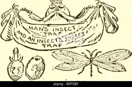 . Buchen Sie die American Boys' von Käfern, Schmetterlingen und Käfern. Insekten. ANT-LION ak'PI&gt; fallen. Bitte beachten Sie, dass diese Bilder sind von der gescannten Seite Bilder, die digital für die Lesbarkeit verbessert haben mögen - Färbung und Aussehen dieser Abbildungen können nicht perfekt dem Original ähneln. extrahiert. Bart, Daniel Carter, 1850-1941. Philadelphia, Lippincott Stockfoto