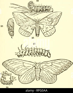 . Buchen Sie die American Boys' von Käfern, Schmetterlingen und Käfern. Insekten. EMPEHOR UND REGAL MÜLLER mit THEIH LARVJB.. Bitte beachten Sie, dass diese Bilder sind von der gescannten Seite Bilder, die digital für die Lesbarkeit verbessert haben mögen - Färbung und Aussehen dieser Abbildungen können nicht perfekt dem Original ähneln. extrahiert. Bart, Daniel Carter, 1850-1941. Philadelphia, Lippincott Stockfoto