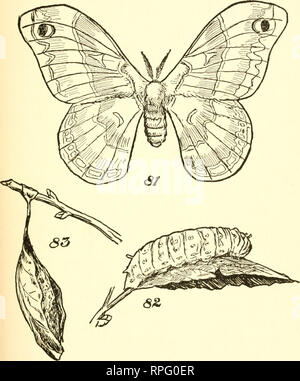 . Buchen Sie die American Boys' von Käfern, Schmetterlingen und Käfern. Insekten. PROMETHIA MILUCR, CATERPILIj^R UND COCOON. Bitte beachten Sie, dass diese Bilder sind von der gescannten Seite Bilder, die digital für die Lesbarkeit verbessert haben mögen - Färbung und Aussehen dieser Abbildungen können nicht perfekt dem Original ähneln. extrahiert. Bart, Daniel Carter, 1850-1941. Philadelphia, Lippincott Stockfoto