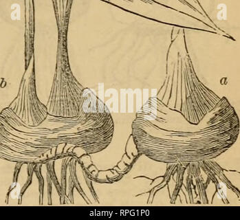 . Die amerikanische Botaniker und Florist: einschließlich Unterricht in der Struktur, Leben und Wachstum der Pflanzen; zusammen mit einem einfachen analytischen Flora, beschreibende der nativen und Kulturpflanzen der Atlantic Division der Amerikanischen Union wächst. Botanik; Botanik. Ein K^. 264,-^ ulb Weiß 241. Wie nmUiplied.- '^ Vn % werden erneuert oder jährlich am Ansatz der Winter durch die Entwicklung von Lampen aus den Blattachseln der Skalen, die auf Kosten der Alten erhöhen multipliziert, und letztlich de tached geworden. Glühbirnen die Blume aus dem Terminal bud sind unbedingt entweder jährlich oder alle zwei Jahre; Stockfoto