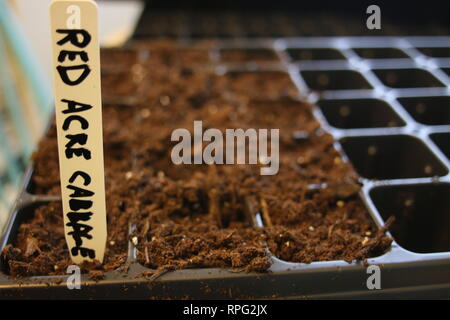 Red morgen Kohl in einer Zeile in einer Anpflanzung Fach gepflanzt und beschriftet. Stockfoto