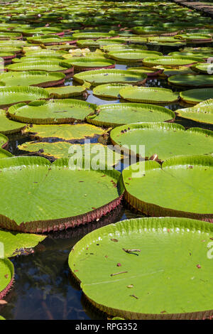 Ein Teich mit von Queen Victoria, riesigen Seerosen (Victoria Amazonica) in der Botanische Garten Pamplemousses Mauritius Stockfoto