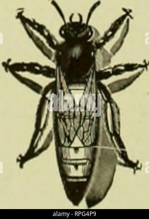 . American bee Journal. Biene Kultur; Bienen. Veröffentlicht monatlich von Aniericau Biene Joiirual 1 Nat'l Bank Bldg. Hamilton, Illinois WICHTIGER HINWEIS DER BEZUGSPREIS der Zeitschrift $ Ich ist. oo ein Jahr in den Vereinigten Staaten von Amerika und Mexiko; in Kanada, Ji. io; und in allen anderen Ländern in der Postgewerkschaft. 25 Cents pro Jahr zusätzlich für Porto. Probeheft kostenlos. Die Wrapper: LABEL DATUM zeigt das Ende des Monats, auf den sich Ihr Abonnement bezahlt wird. Zum Beispiel. "Decis" auf Ihrem Etikett zeigt, dass Sie bis Ende Dezember gezahlt wird, igis. SUBSCRIPTION RECEIPTS. - Wir senden Sie eine receip Stockfoto
